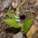 캐나다두루미꽃 [Maianthemum canadense] 이미지