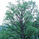 봉복사 - 1354 | 봉복사
