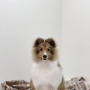 야옹아멍멍해봐 송파위례점 이미지