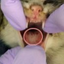 지성동물병원 이미지