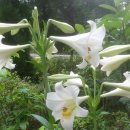 화이트 헤븐 이미지