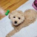 펫살롱호야 | 부산 대연동 애견미용샵 펫살롱 호야 추천! 푸들 양컷으로 미용했어요!