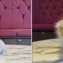 도그마루 강아지 고양이 부산점 이미지