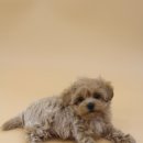 오마이퍼피 이미지