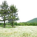 메밀마을 이미지