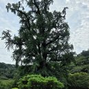 국립검마산자연휴양림 | 반려견동반 양평 산음자연휴양림+용문산용문사(25.9.7-8)