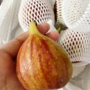 영오농장 이미지