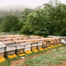 양구 벌꿀 이미지