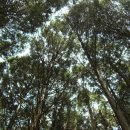 편백나무숲 이미지