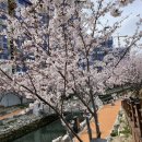 동삼초등학교 | [영도 동삼해수천]부산 벚꽃 명소 부츠갖다버리고 싶었던 후기