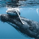 고래의꿈 이미지