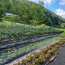 더플라워펜션 이미지