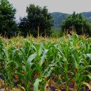 순복농장 이미지