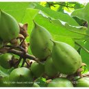 오동나무농장 이미지