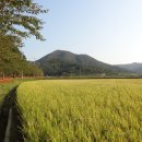 전라남도 영광 불갑산 상사화축제 이미지