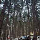 숲속에서 캠핑장 | 가평 겨울 낭만 넘치는 백패킹 호명산잣나무숲속캠핑장 이용 후기