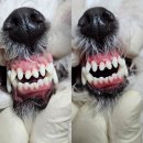 S동물병원 | [일산]김s동물병원 무마취 스케일링 후기