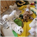 달리애견 이미지