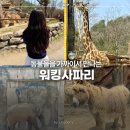 주차장 | 에버랜드 워킹사파리 기간 입장권 가격 주차장 주말 후기 및 꿀팁