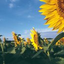 해바라기 이미지