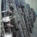 노송황토민박 이미지