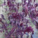 터골농장 이미지