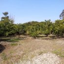 하례1리 이미지