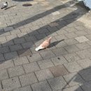 꼬시네 돈가스 | 12월