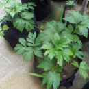 호두나무 이미지