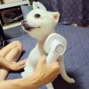 유나펫 | 강아지 탈모 털빠짐 민감한 피부관리 강아지빗, 리스피 OH라디칼 케어 펫브러쉬 후기