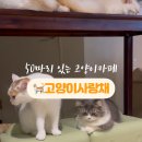 고양이사랑채 이미지
