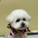 멍멍깍까 이미지