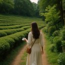 다향이십리길 보성강변 | 조용한 다도 여행지 Best 5｜차향 따라 걷는 감성 시간
