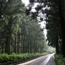 절물자연휴양림 이미지