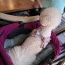 신이난닭 이미지