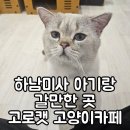 고로캣 고양이카페 | [하남 미사] 아기랑 가볼만한 곳: 고로캣 고양이카페