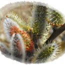 멋내는 강아지 이미지