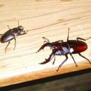 계곡사슴팬션 이미지