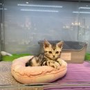 유어펫 강아지분양 고양이분양 본점 이미지