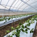 고하농장 이미지