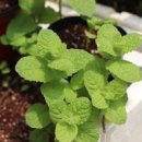 애플민트 키우기 여름철 관리도 쉽습니다 이미지