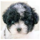 꿈꾸는 강아지 이미지