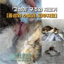 린동물병원 | 동래 린동물병원 :: 목줄로 목이 조여진 야윈 고양이 고성이 치료 후기