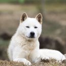 글로벌진돗개 이미지