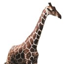 기린어린이집 이미지