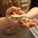 펫빌리지 이미지