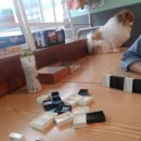 멍이와 쿤이 이미지