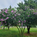 아보리스트를 위한 무궁화 이야기 - 대한아보리스트연합회 이미지