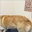 더 빛나개 네이버블로그