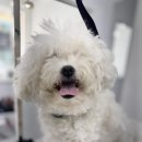 스마일댕댕 이미지